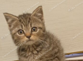 Tabby kittens
