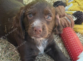 Beautiful Cocker Spaniel Girl ️  One gorgeous brown Cocker Spaniel girl left from a litter of 7. She&rsquo;s 8 weeks old, first vaccinated, healthy, happy a