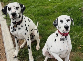 Pedigree Dalmatians waiting list due end sep