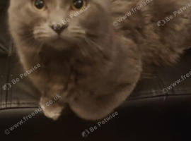 Male cat