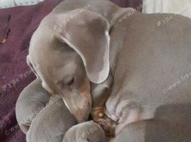 Miniature Dachshunds 8 wweks old ready now