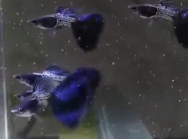Blue metal snake skin guppy guppies