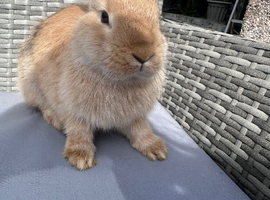 Rabbits for sale
