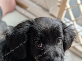 Chihuahua x cocker boy