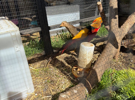 Red Golden Pheasant trio
