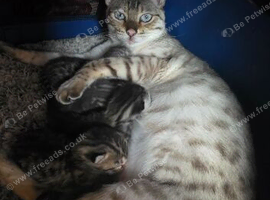 Bengal x Mainecoone boys