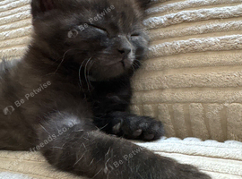 3 Black/Tabby kittens for sale