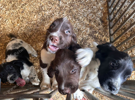 Working English Springer Spaniels