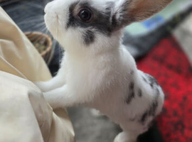 Bunny to a good home