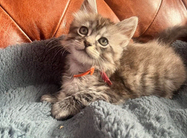 Ragamuffin x Maine Coon Kittens For Sale