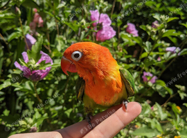 Young unsexed lovebirds for sale!