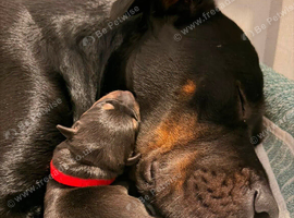 American Bull &times; Labrador &times; Rottweiler &times; German Shepherd