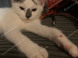 Beautiful white and grey female kitten