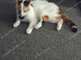 1 year old female