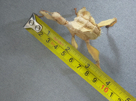 Macleays spectre stick insect large Nymph Male & Females Available