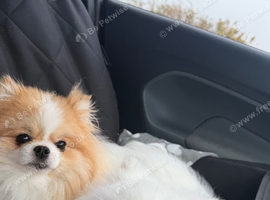 Two lovely Pomeranians for sale must be rehomed together
