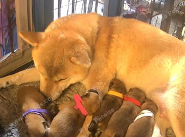 5 Shiba inu puppies