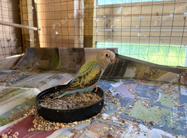 Bourkes parakeets