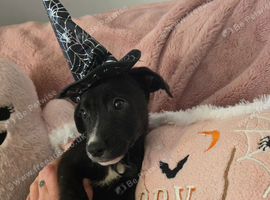 Germanshepard x staffy puppy (Ready)