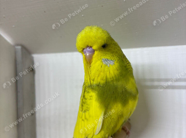 Exhibition Budgies