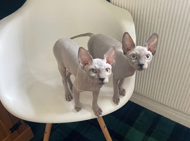 Amazing Sphynx