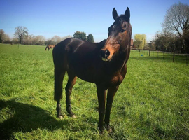 16hh /16.1 hh 17 year old TB Gelding