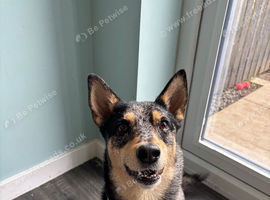 Mix breed. Ozzy