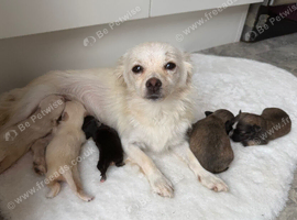 Micro teacup Pomchi chihuahua and Pomeranian