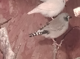 Pair zebra finches