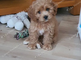Red Toy Cavapoochon small puppies