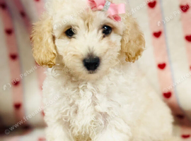 Beautiful toy poodles ready to leave