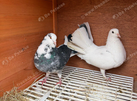 Fantail breeding pair