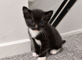 X ragdoll kitten