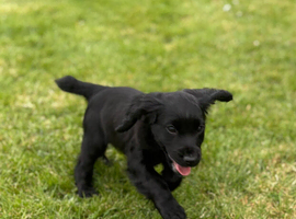 Puppy 1 boy