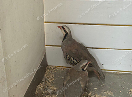 Partridge for sale