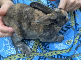 Mini Rex rabbit