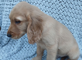 Golden Retreiver X Show cocker spaniel  puppies