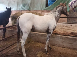 Quality foal few spot colt