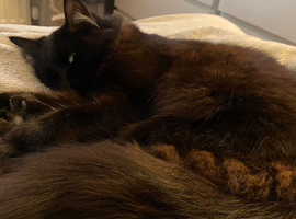 Storms and shadow black cats