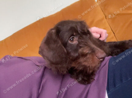 Nearly 13 month old male puppy