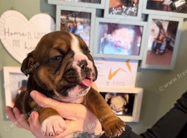 KC Registered Red & White English Bulldog Puppies; Excellent Bloodlines and Health Tested Parents