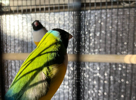 Male Gouldian Finches
