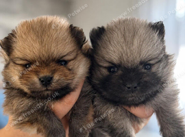 Quality Pomeranian Boys