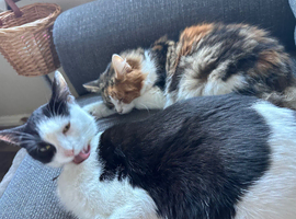 2 year old cat