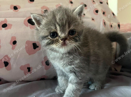 GCCF Registered Exotic kittens