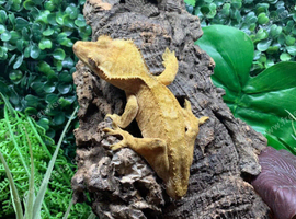 Adult Yellow Male Crested Gecko (missing tail) for re-homing