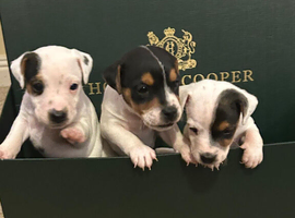 A cracking litter of Parson Jack Russell