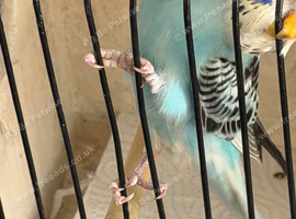 Beautiful baby budgies