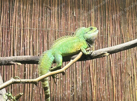 Male Chinese Water Dragon