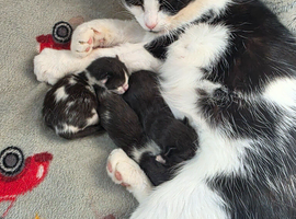 Mixed breed kittens